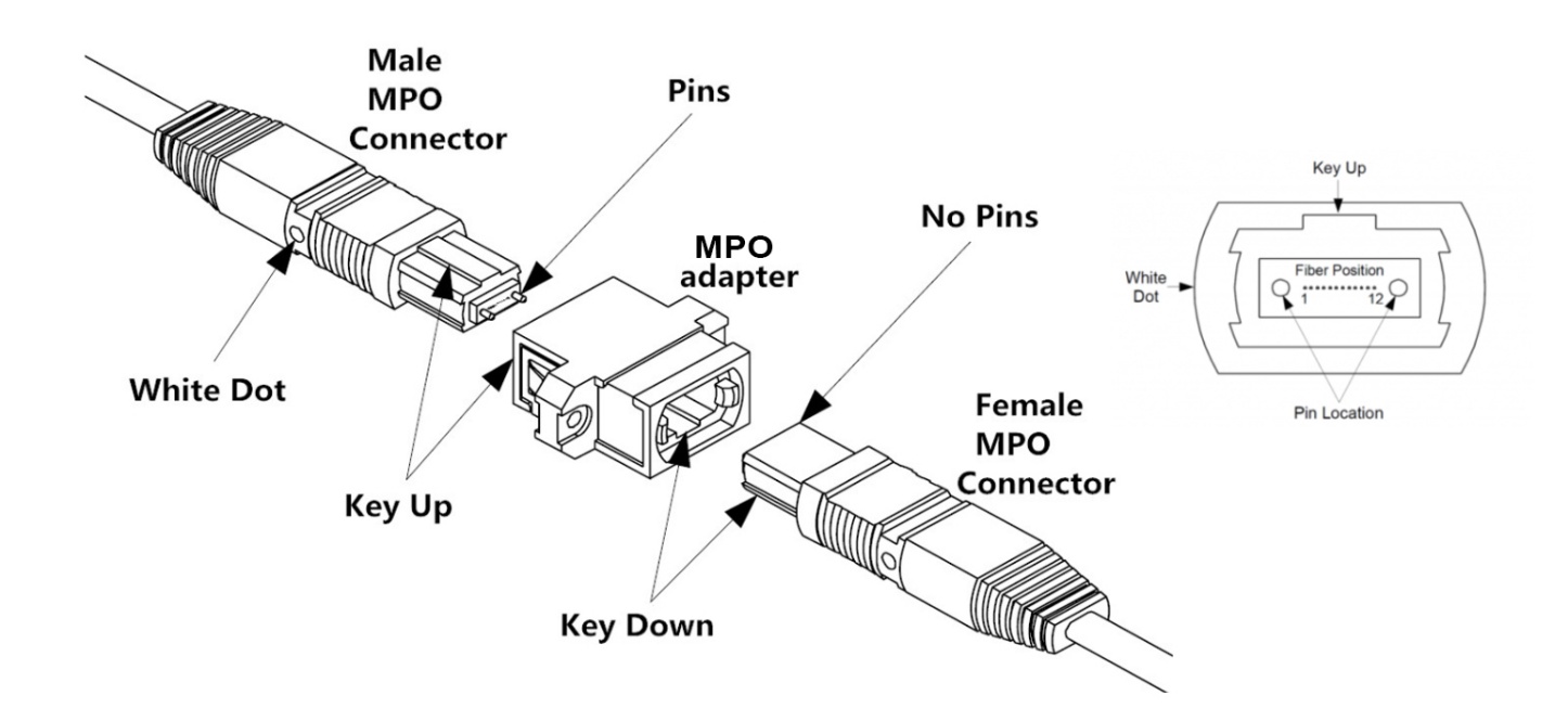 Line diagram of a male and female MPO connector plugging in via an MPO adapter.